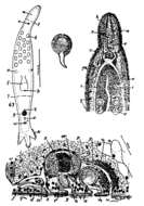 Duplominona tridens (Marcus 1954)的圖片