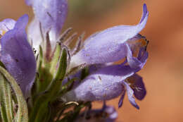 Image of fuzzytongue penstemon