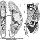 Image of Pseudaphanostoma psammophilum Dörjes 1968