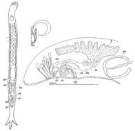 Pseudominona的圖片