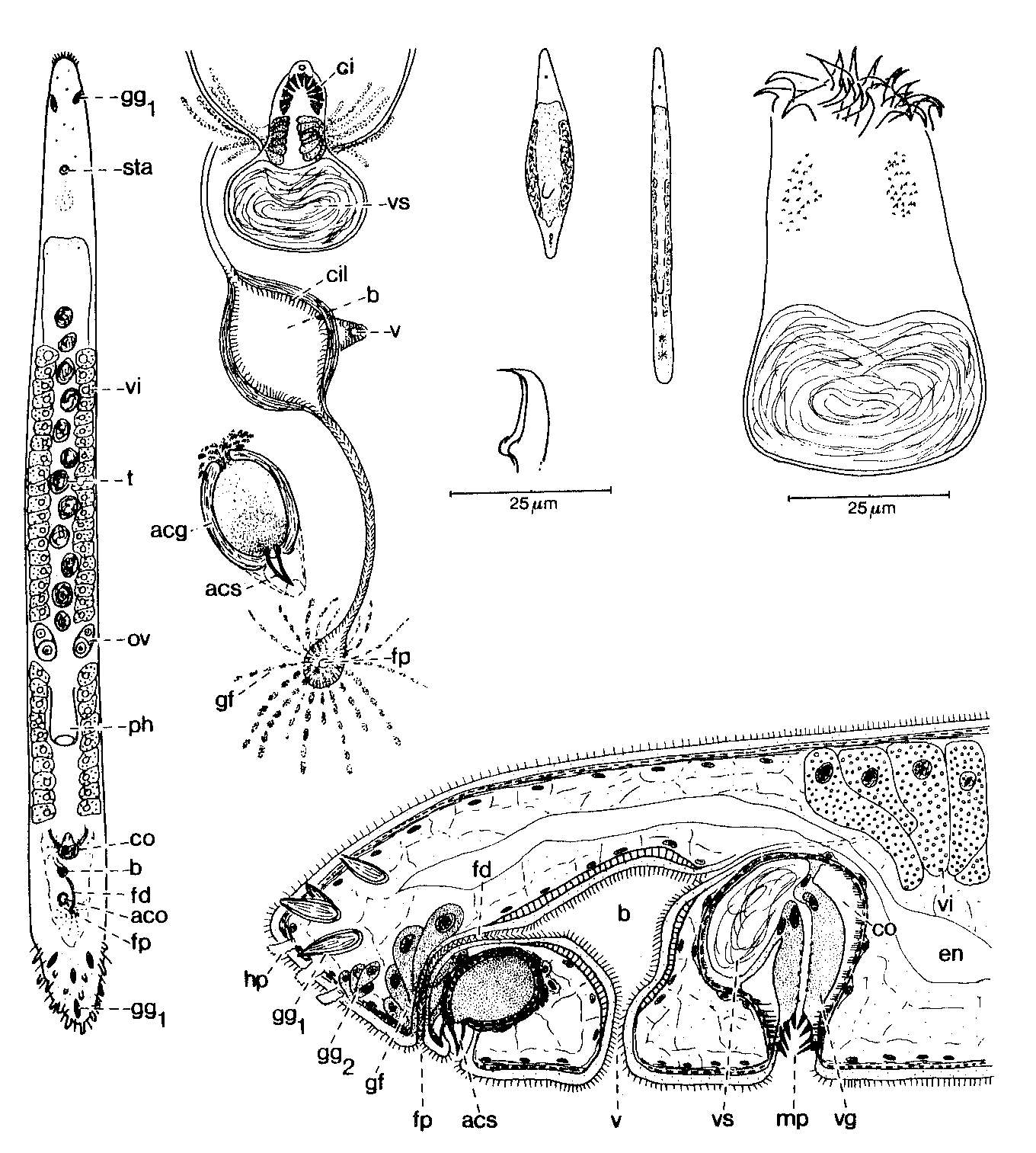 Image of Duploperaclistus