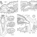 Image de Archotoplana yamadai Tajika 1983