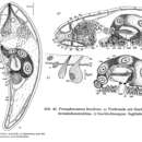 Image of Praeaphanostoma brevifrons Dörjes 1968