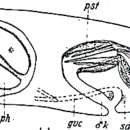 Image of Monostichoplana filum (Meixner 1938)