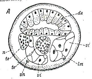 Image of Monostichoplana