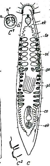 Image of Itaspiella