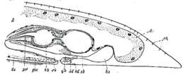 Image of Itaspiella