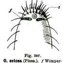 Image of Otoplana setosus (Du Plessis 1889)