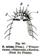 Image of Otoplana