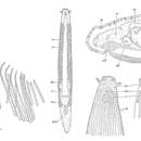 Image of Otoplana truncaspina Lanfranchi 1969