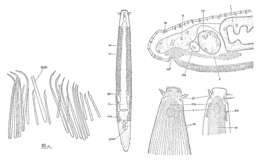 Imagem de Otoplana truncaspina Lanfranchi 1969