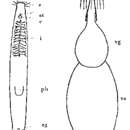 Orthoplana borealis (Steinböck 1931) Steinböck 1932的圖片