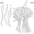 Orthoplana bregazzii Karling 1973的圖片