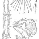 Orthoplana kohni Ax & Ax 1967的圖片