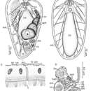 Image of Praeaphanostoma musculosum Ehlers & Dörjes 1979