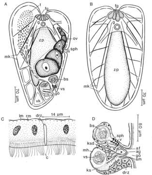 Image of Praeaphanostoma