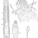 Image of Kata galapagoensis Ax & Ax 1974