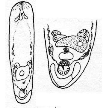 Image of Praeaphanostoma parvum Rieger & Ott 1971