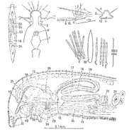 Image of Itaspiella