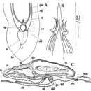 Image of Itaspiella macrostilifera Tajika 1984