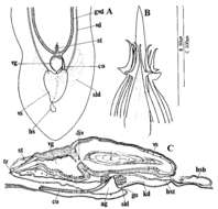 Image of Itaspiella macrostilifera Tajika 1984