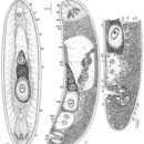 Image of Praeaphanostoma rubrum Dörjes 1968