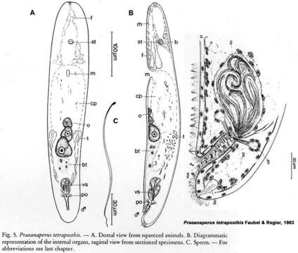 Image of Praeanaperus