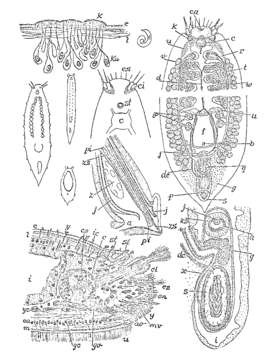 Image of Itaspis