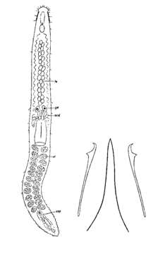 Image of Otoplanella