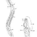 Image of Otoplanella baltica (Meixner 1938)