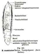 Image of Bothriomolus