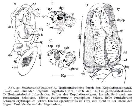 Image of Bothriomolus