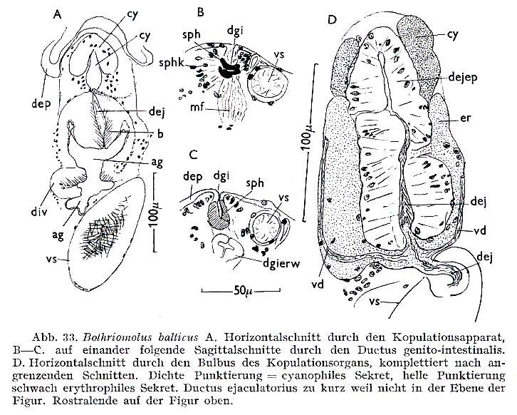 Bothriomolus的圖片