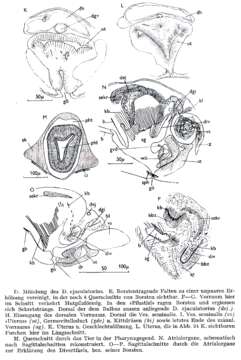 Image of Bothriomolus