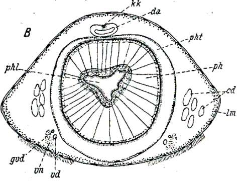 Image of Bothriomolus