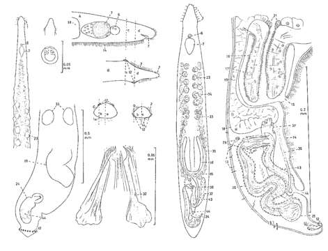 Image of Serpentiplana