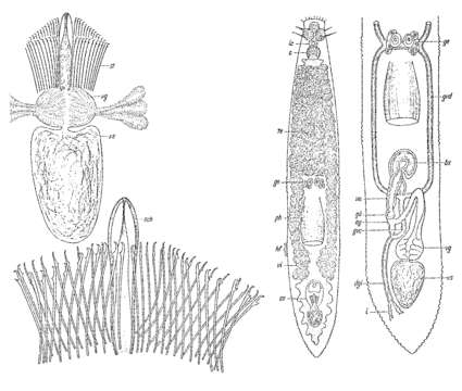 Image de Americanaplana