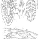 Image de Pseudorthoplana foliacea (Meixner 1938)