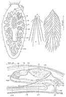 Image of Pseudorthoplana