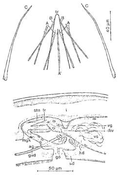 Image of Xenotoplana