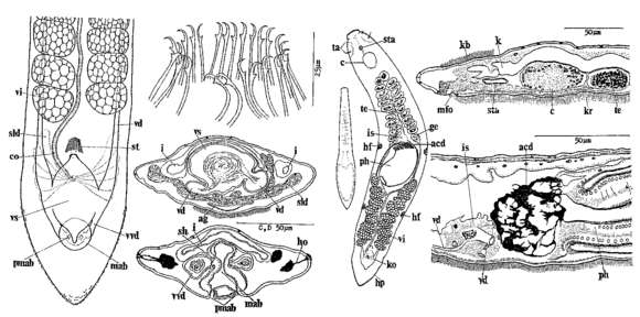 Image of Zygotoplana