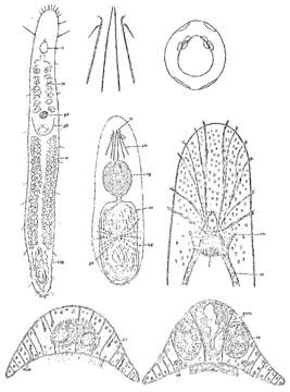 Image de Bulbotoplana