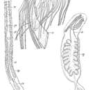 Image of Parotoplana pacifica Ax & Ax 1967