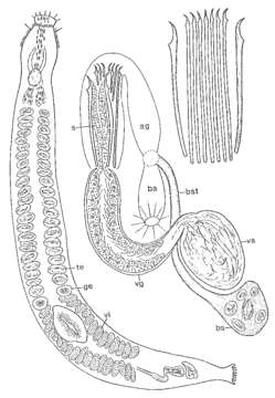 Image of Parotoplana turgida Ax & Ax 1974