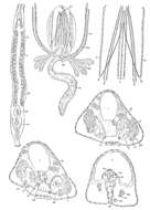 Image of Parotoplaninae