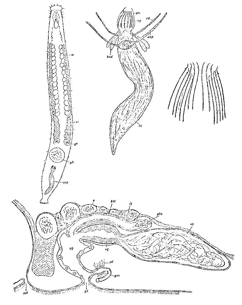 Image de Praebursoplana