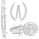 Image of Postbursoplana propontica Ax 1959