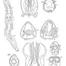 Image de Kataplana germanica (Meixner ex Ax 1951)