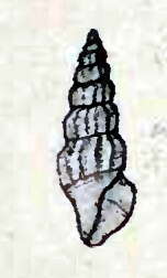 Image of Kurtziella limonitella (Dall 1884)