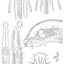 Image of Triporoplana synsiphonioides Ax 1956